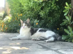 Chat perdu Européen
