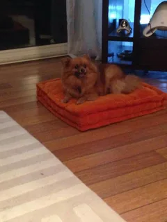 Chien perdu Spitz Allemand