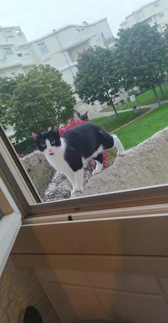 Chat perdu Croisé
