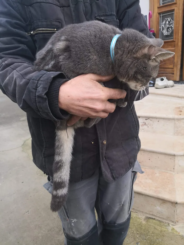 Chat trouvé