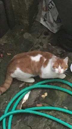 Chat trouvé Européen