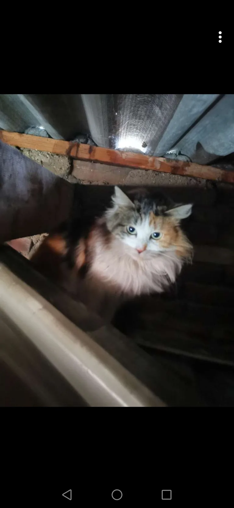 Chat trouvé