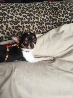 Chien perdu Chihuahua