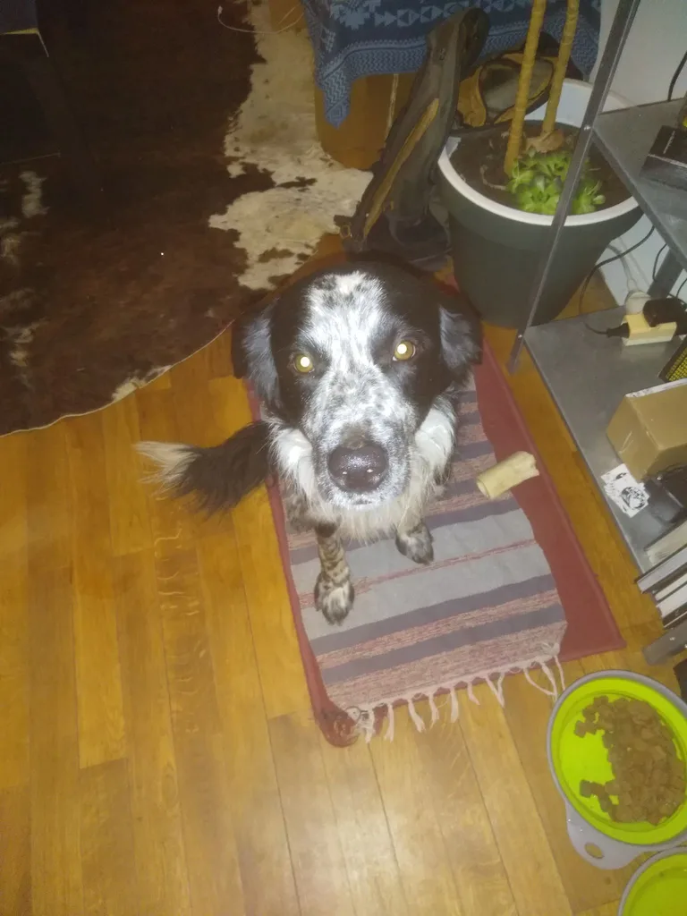 Chien trouvé
