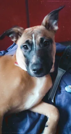 Chien perdu Staffordshire Bull Terrier