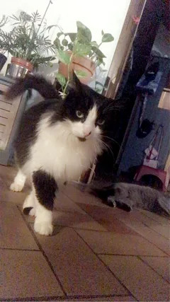 Chat trouvé Européen