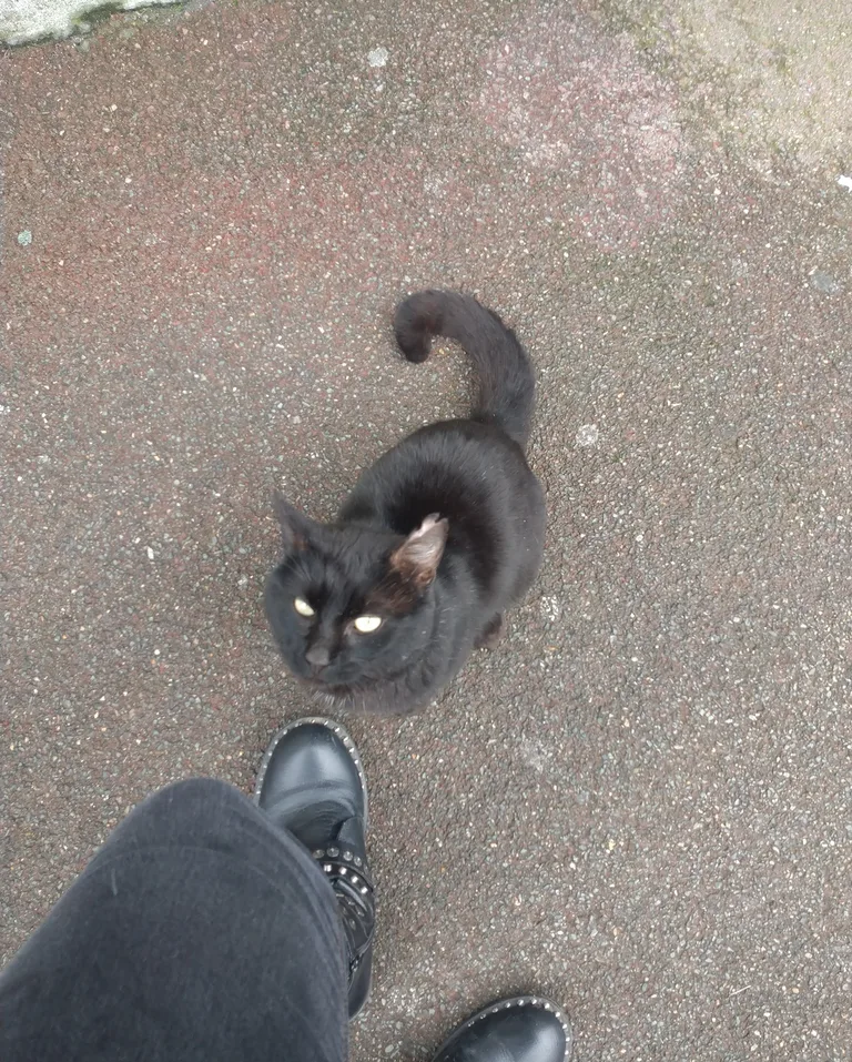 Chat trouvé