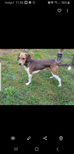 Chien perdu Beagle