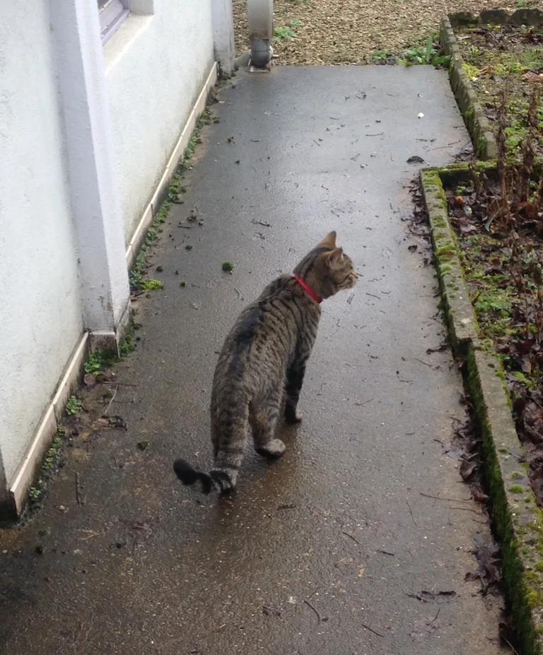 Chat trouvé