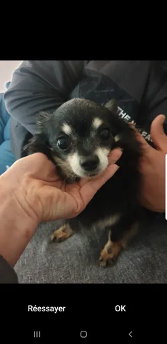 Chien trouvé Chihuahua