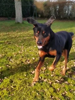 Chien perdu Beauceron