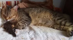 Chat perdu Européen