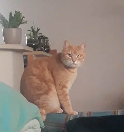 PIPOUNE