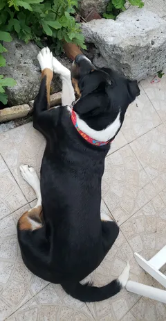 Chien perdu Croisé