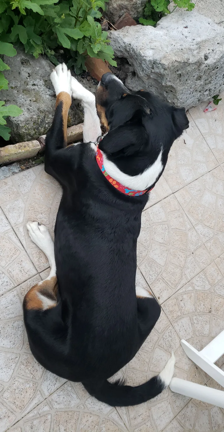Maia