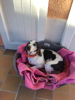 Chien trouvé Ariégeois