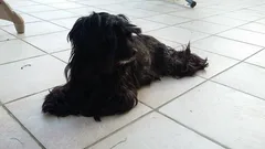Chien trouvé Croisé