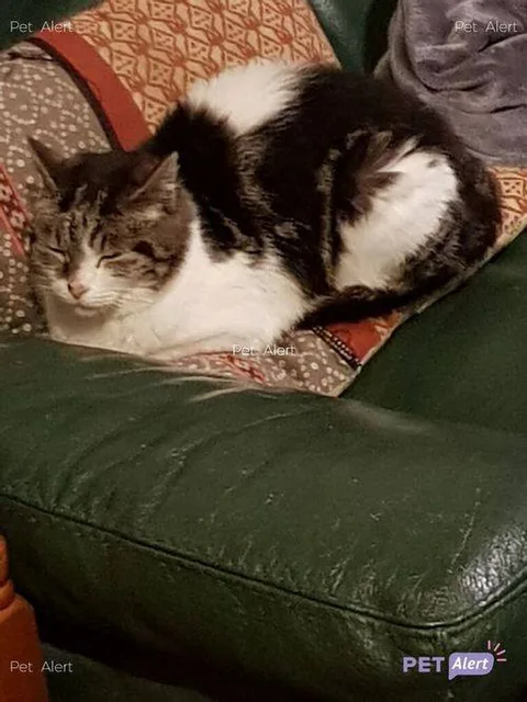 Chat trouvé