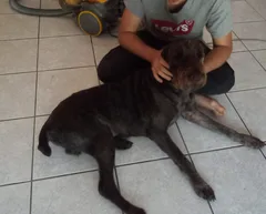 Chien perdu Griffon Korthals