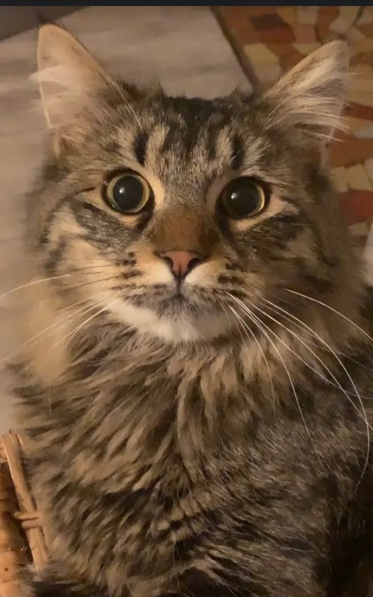 Leo