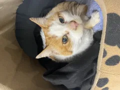 Chat trouvé Européen