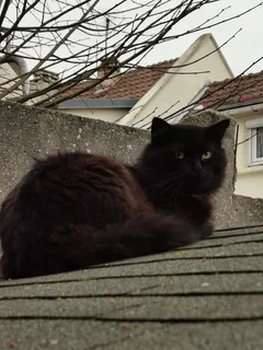 Chat trouvé Birman