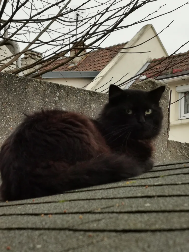 Chat trouvé