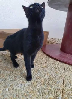 Chat trouvé Européen
