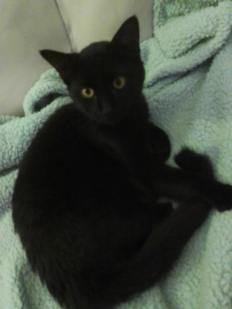 Chat trouvé