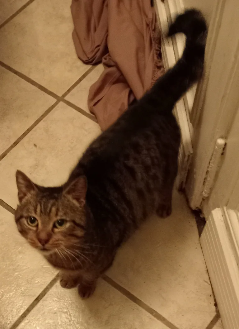 Chat trouvé