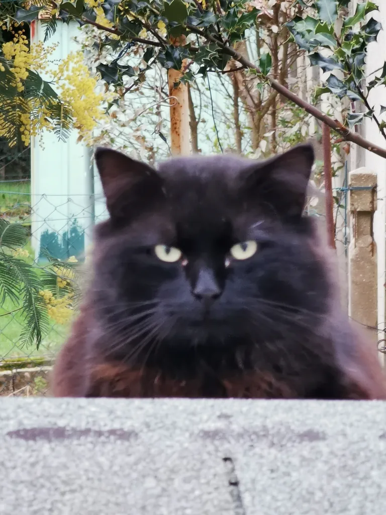 Chat trouvé