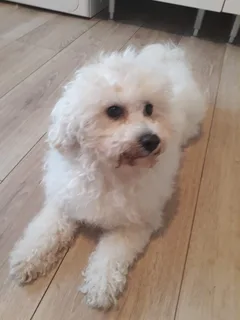 Chien perdu Bichon à poil frisé