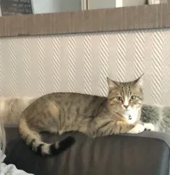Chat perdu Européen