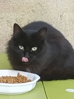 Chat trouvé Bombay