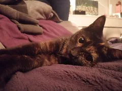Chat perdu Européen