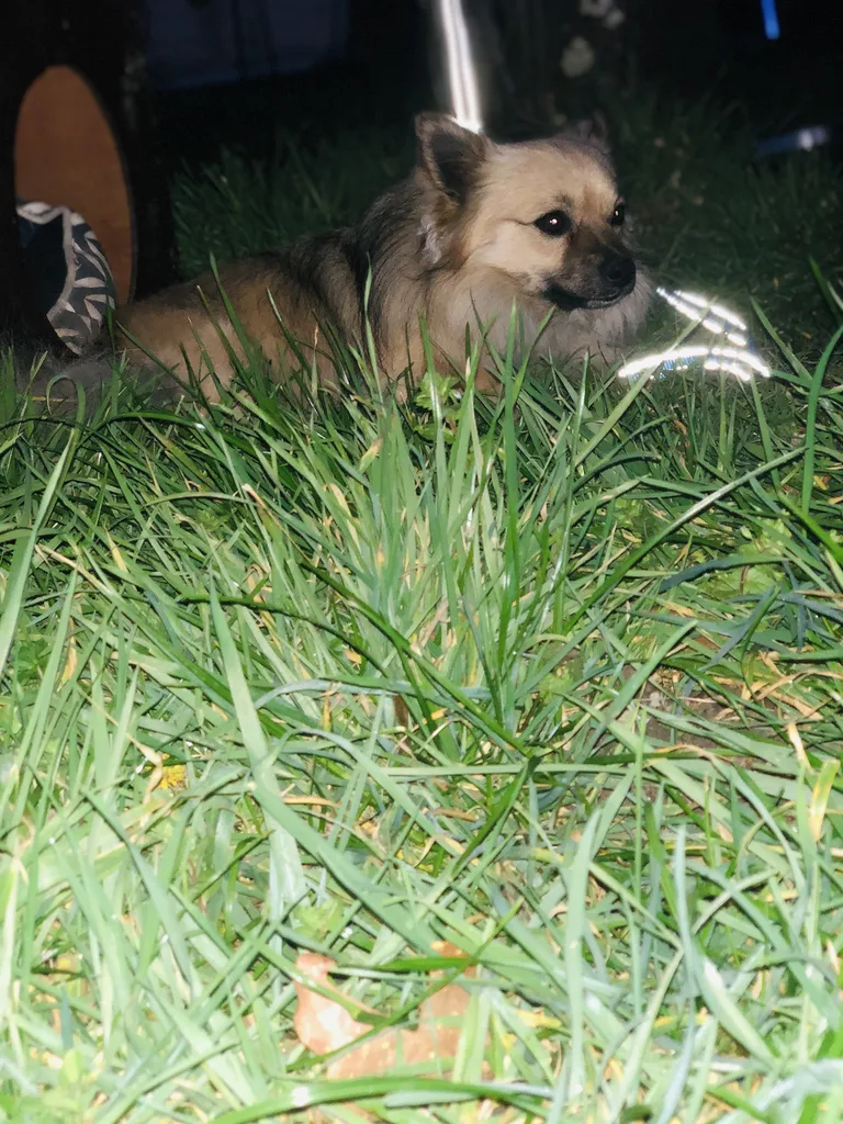 Doggy
