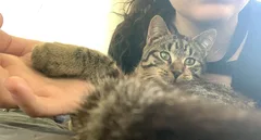 Chat trouvé Chat Sauvage d'Europe