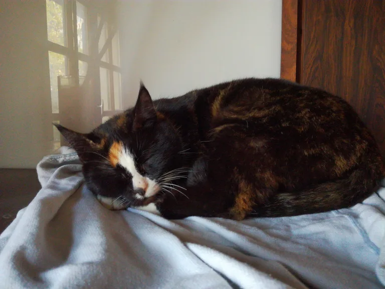 Chat trouvé