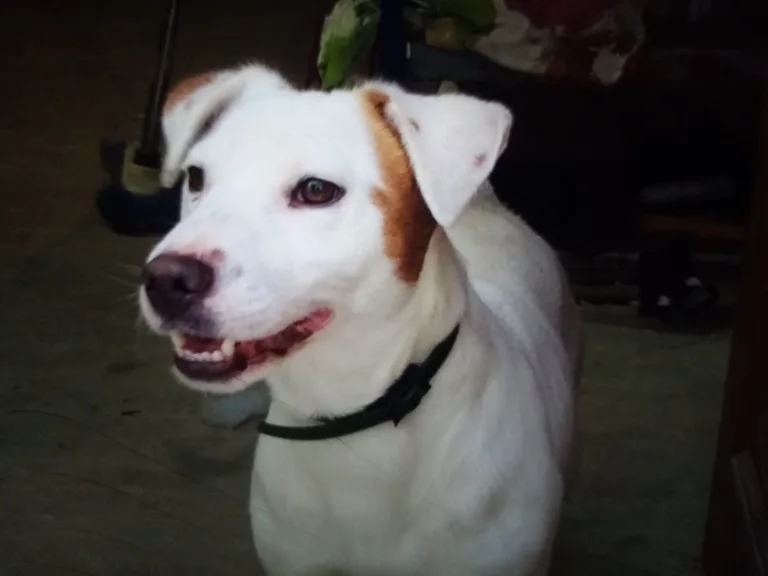 Jack