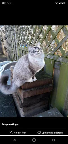 Chat perdu Ragdoll