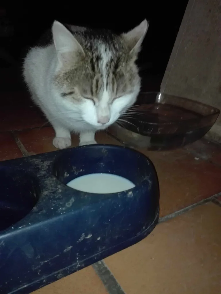Chat trouvé