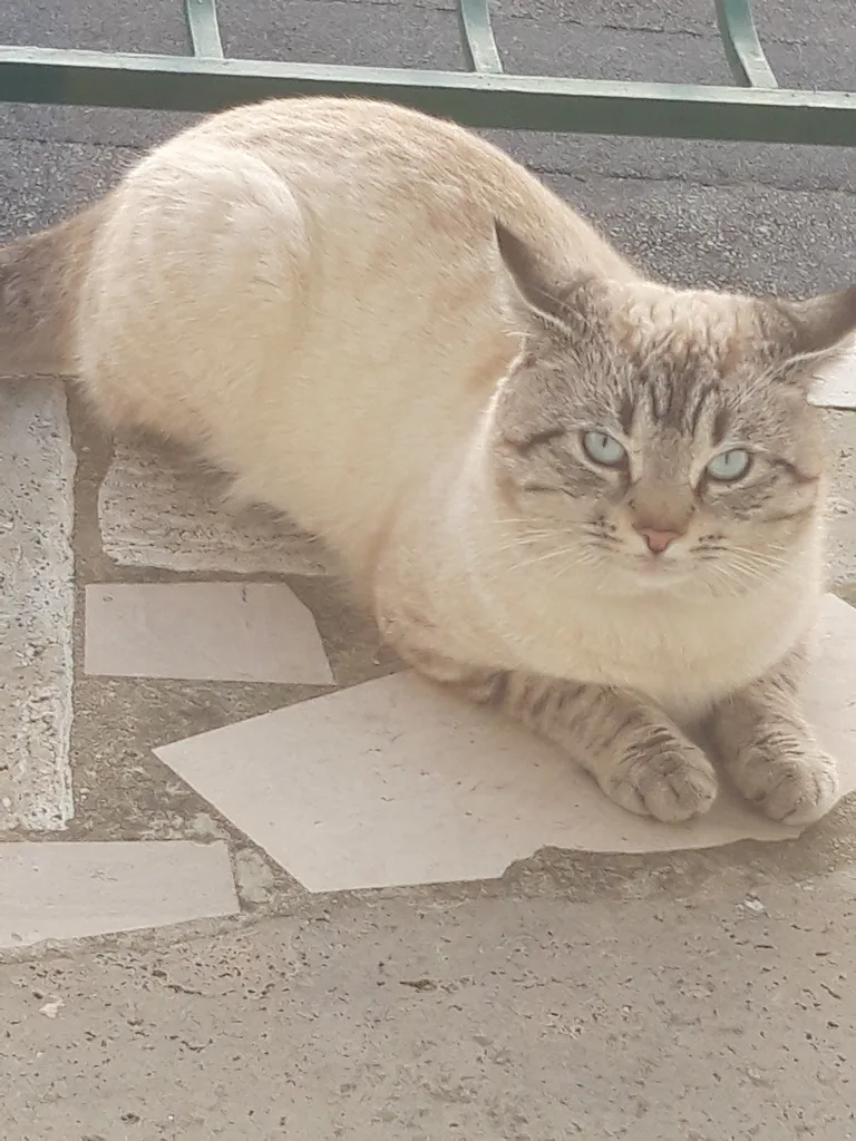 Chat trouvé