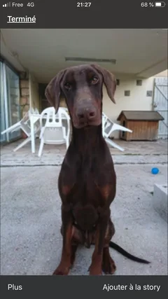 Chien perdu Dobermann