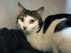 Chat perdu Européen