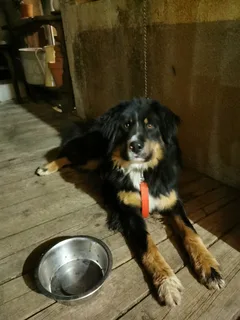 Chien trouvé Bouvier Bernois