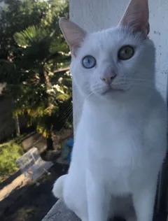 Chat perdu Européen