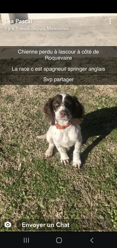 Chien perdu English-Springer-Spaniel