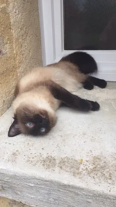 Chat perdu Siamois