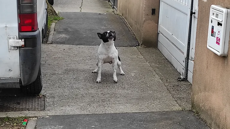 Chien trouvé