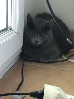 Chat perdu Chartreux
